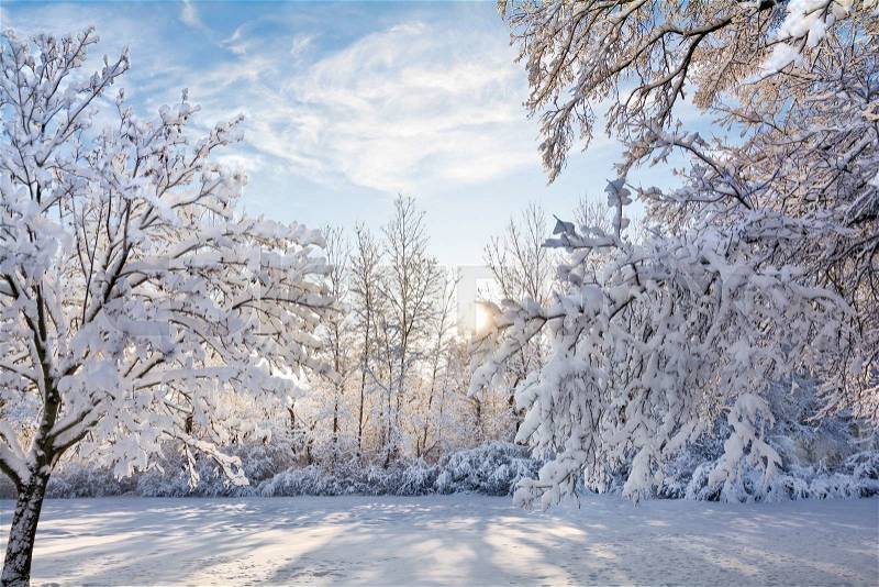 A snowy winter sunrise scene in Toledo Ohio with the snow clinging to the trees, stock photo