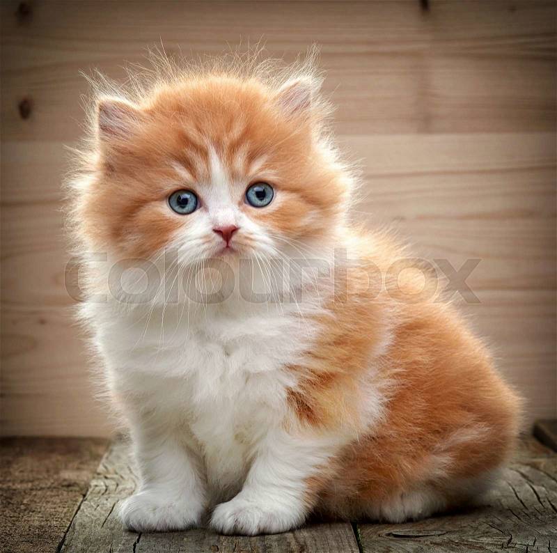 Beautiful british long hair kitten sitting on wooden floor, stock photo