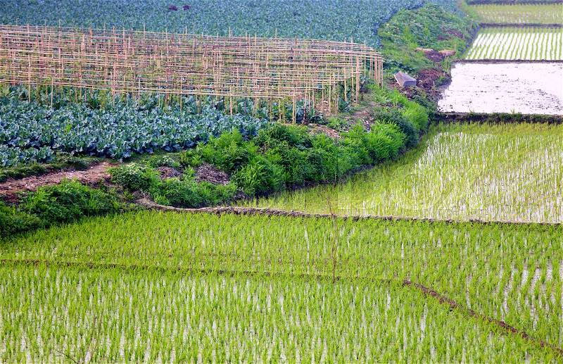 Green Crop field of Bangladesh, stock photo