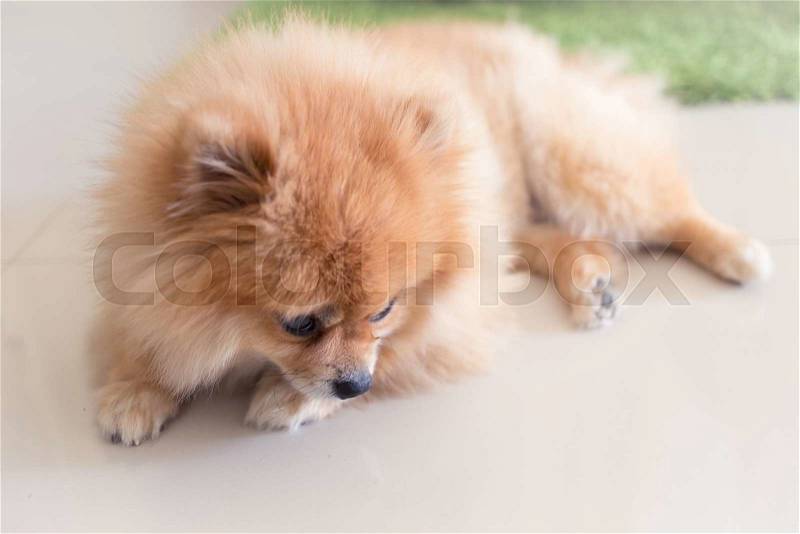 Pomeranian puppy dog cute pets in home, stock photo