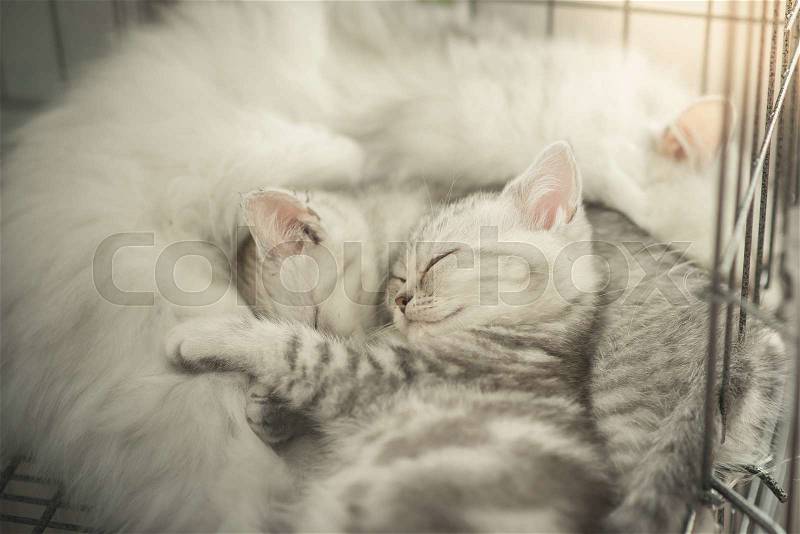 Cute tabby kittens sleeping with mother, stock photo