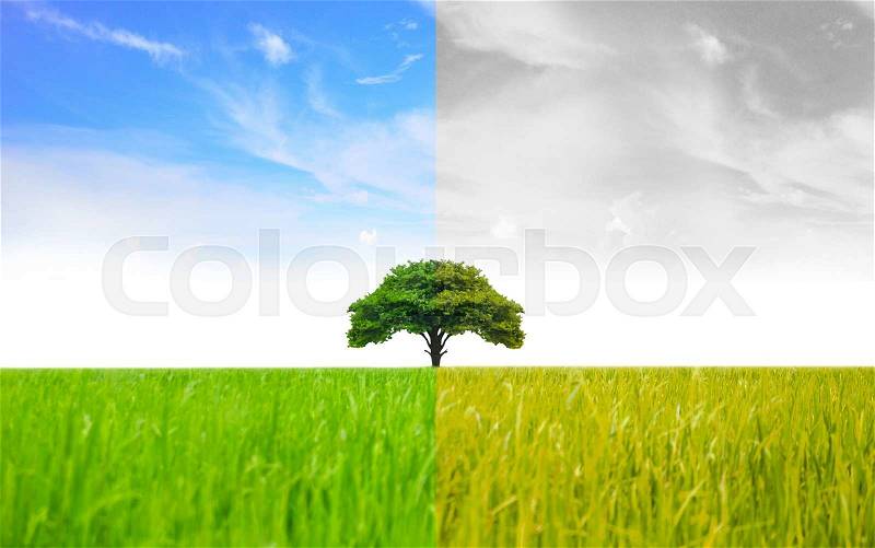 Landscape of Trees With the changing environment, Concept of climate change, stock photo