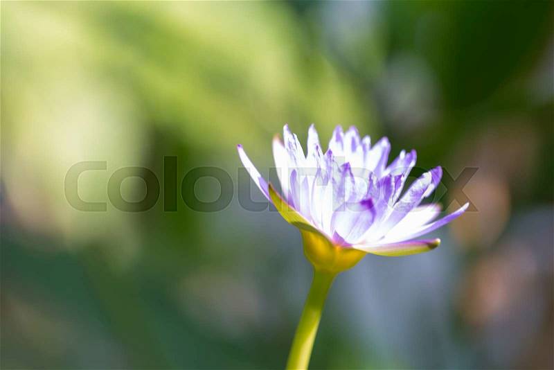 Blue lotus bloom Lotus in full bloom Blue and yellow stamens, stock photo