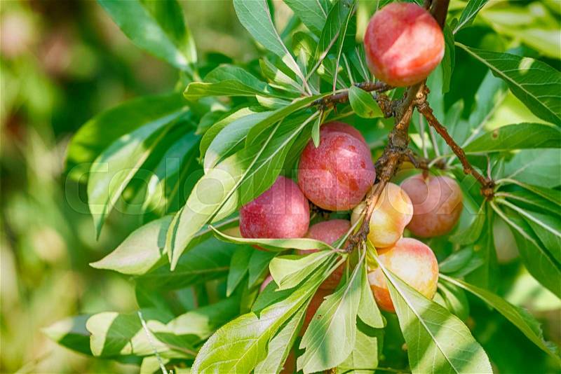 Ripe peaches fruits on a branch in peaches orchard, stock photo