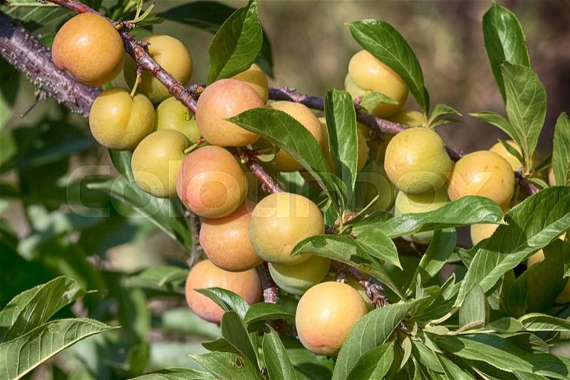 Ripe peaches fruits on a branch in peaches orchard, stock photo