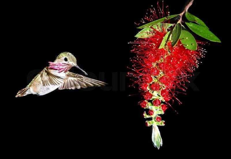 Ruby-throated Hummingbird with Red Bottlebrush flower over black background, stock photo