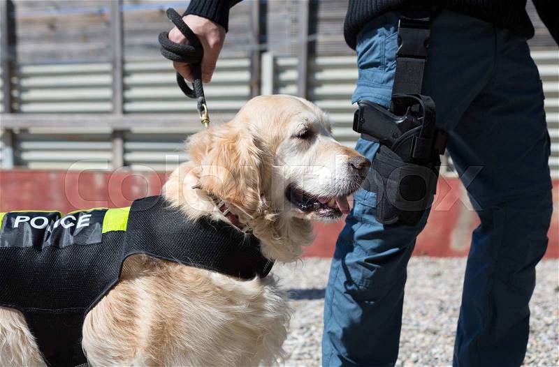 Dog and police officer with his gun and badge, stock photo