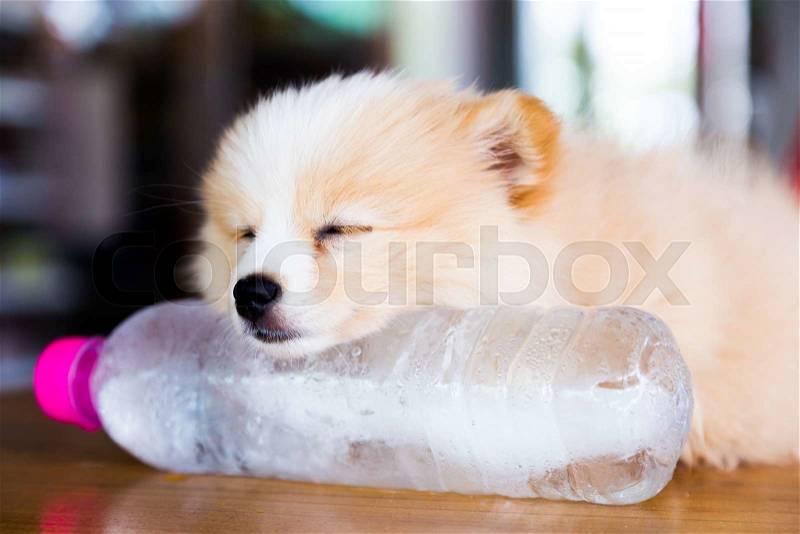 Brown Pomeranian dog sleeping on the frozen water bottle, stock photo