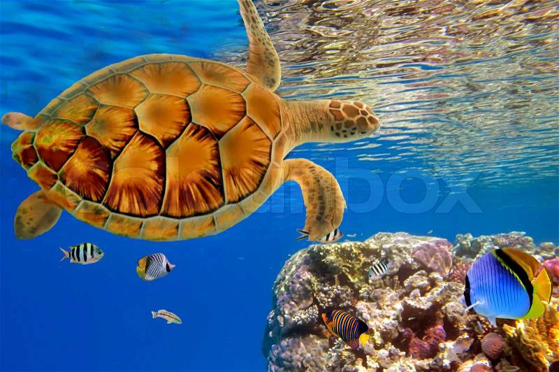 Green Sea Turtle swiming over Coral Reef, Red Sea, Egypt, stock photo