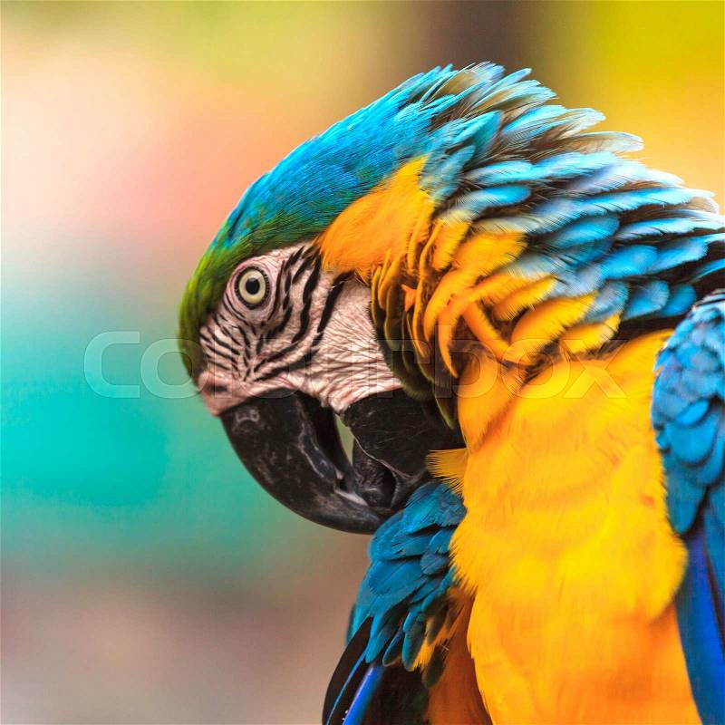 Macaw birds, stock photo