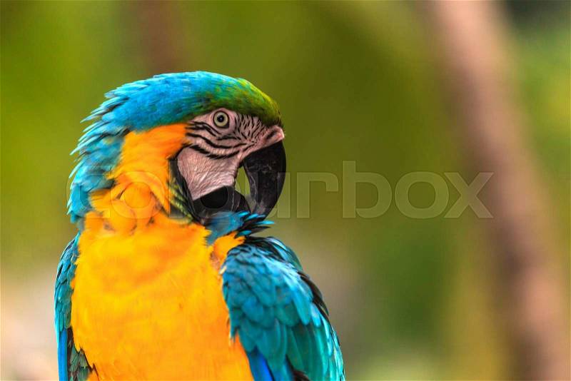 Macaw birds, stock photo