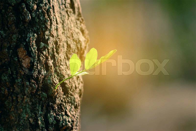 Tree sprout with sunlight. , stock photo