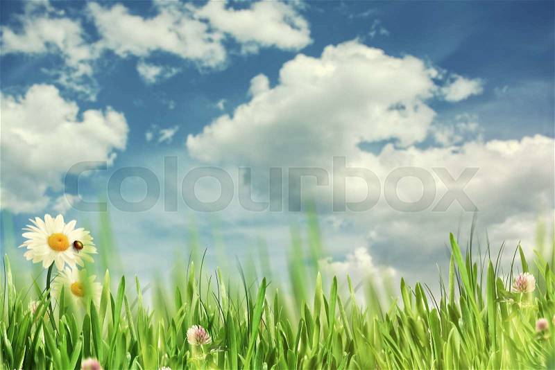 Beauty spring time. Abstract natural backgrounds with daisy flowers, stock photo