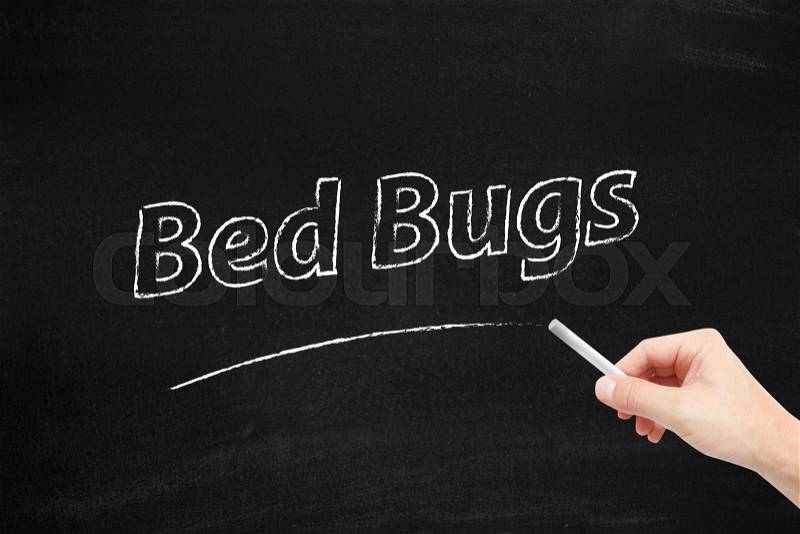 Bed Bugs written on blackboard, stock photo