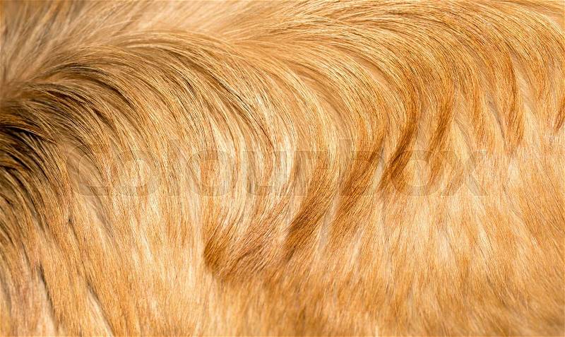 Dog fur as background. texture, stock photo