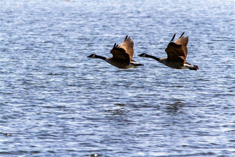 Two Canada Geese Flying over water, stock photo
