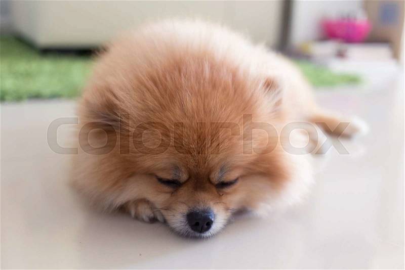Pomeranian puppy dog cute pets in home, stock photo