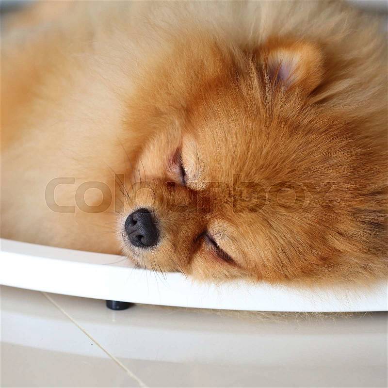 Pomeranian dog cute pets sleeping in home, stock photo