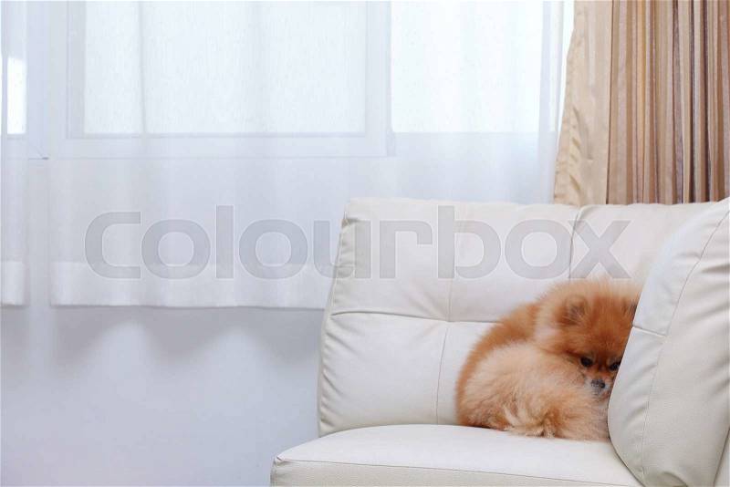Pomeranian dog cute pets sleeping on white leather sofa furniture, stock photo