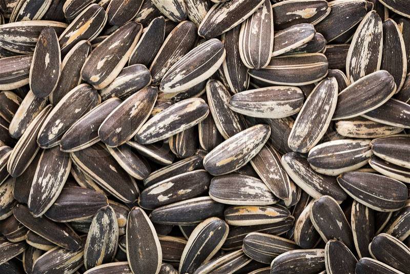 Dried salted sunflower seeds for eating as a snack, stock photo