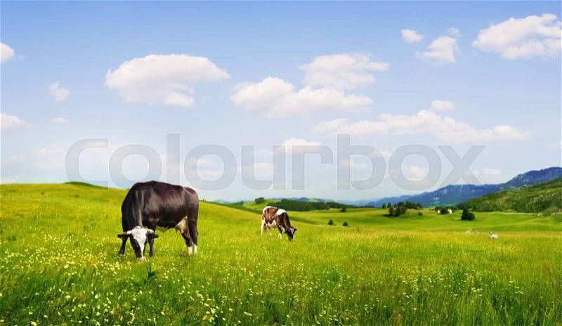 Panoramic view of nice green hill with sows on blue sky background, stock photo