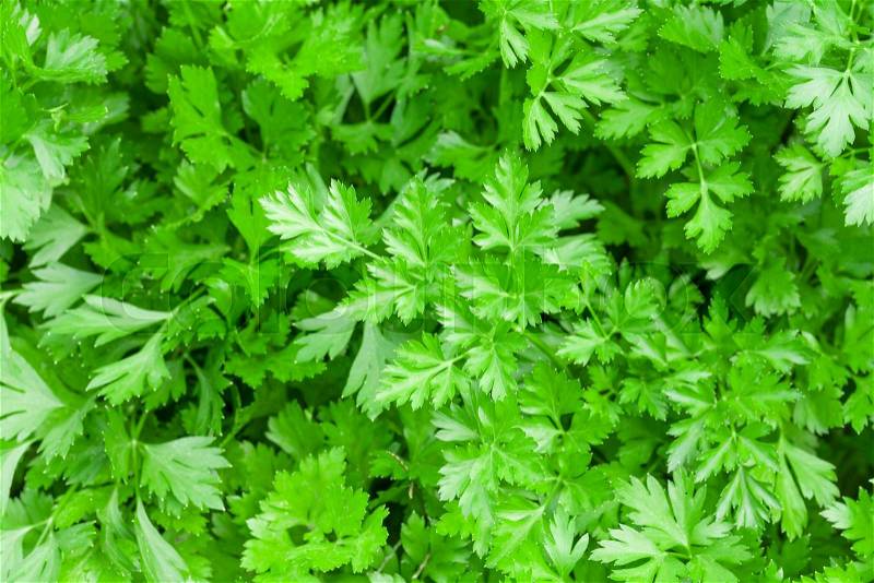 Fresh garden green parsley herb, stock photo