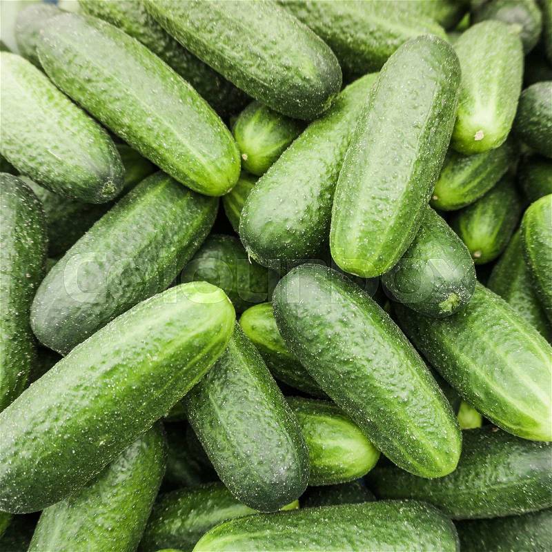 Fresh cucumber. Cucumber background, stock photo