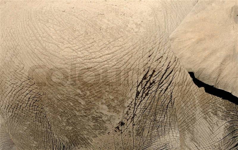Close-up gray elephant skin texture, stock photo
