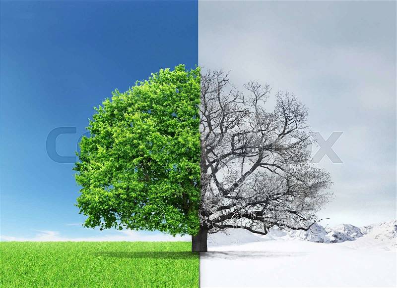 Concept of doubleness. Summer and winter of different sides with tree on the center. , stock photo