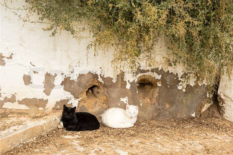 Best friends: Two cats, one black and one white, laying back to back on the streets of Portugal in bright sun, stock photo