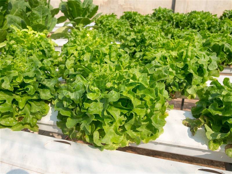 Disease thrips in vegetable garden hydroponics, stock photo