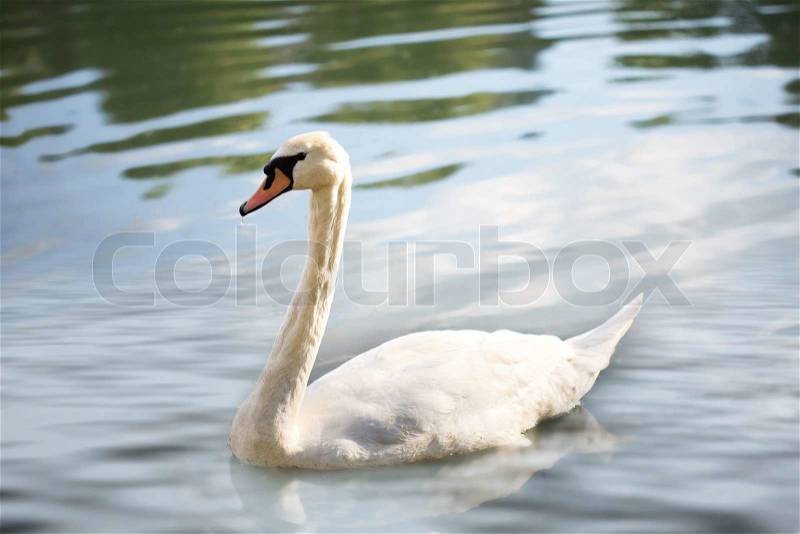 Swan on the lake under the sunshine, stock photo