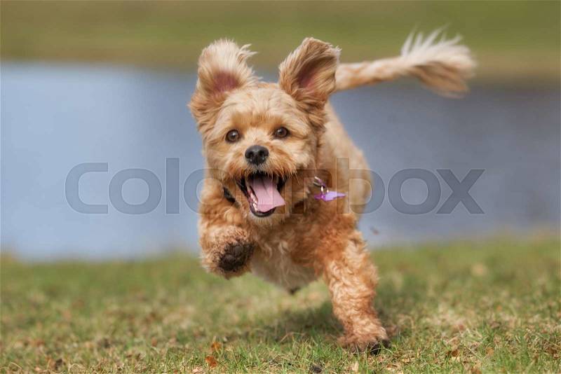 A mixed breed dog without leash outdoors in the nature on a sunny day, stock photo