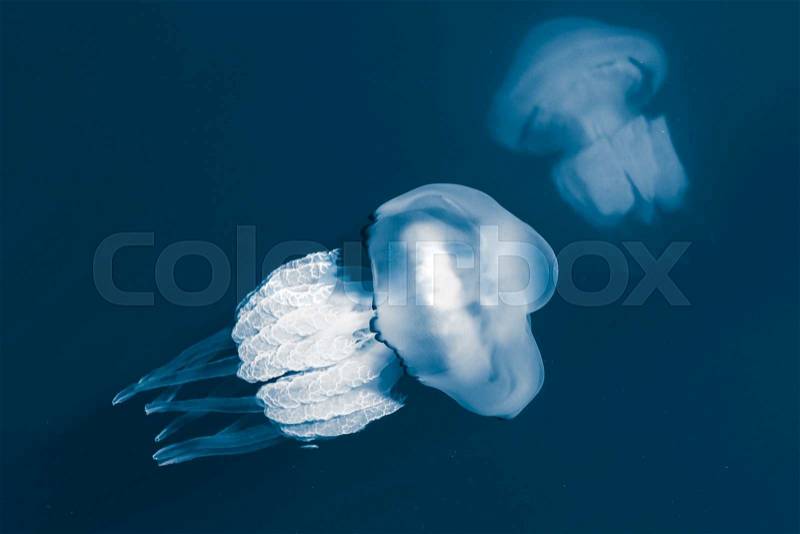 Rhizostoma. Dangerous jellyfishes live in Black sea, have long tentacles with stinging cells which can leave burns on the human skin. Blue toned photo with selective focus, stock photo