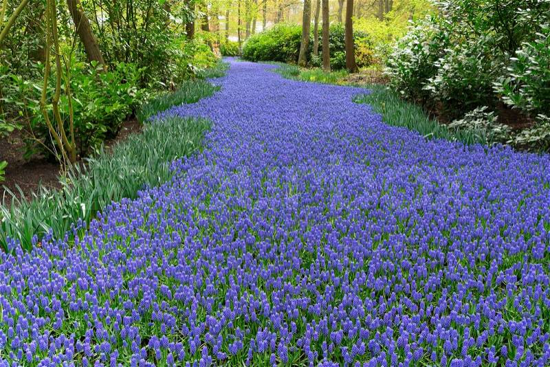 Bluebell flowers river in dutch park Keukenhof, Netherlands, stock photo