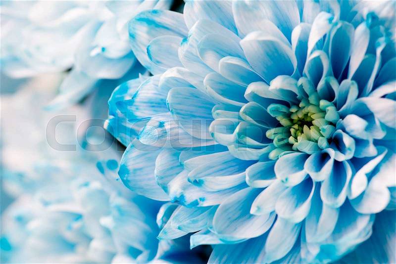 Blue chrysanthemum flowers close up, macro, stock photo