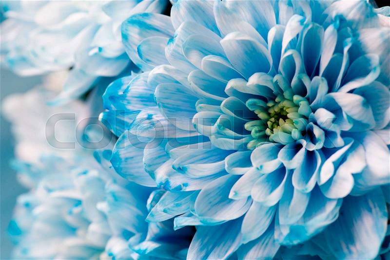 Blue chrysanthemum flowers close up, macro, stock photo