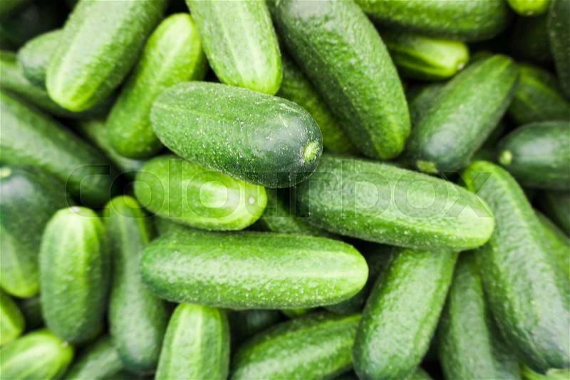 Fresh green cucumber. Cucumber background, stock photo