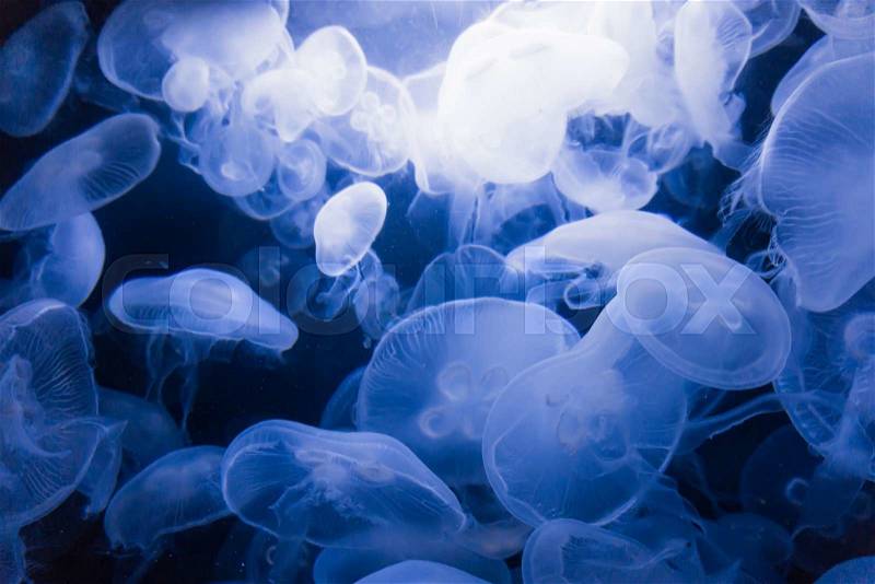 Blue jellyfish, stock photo