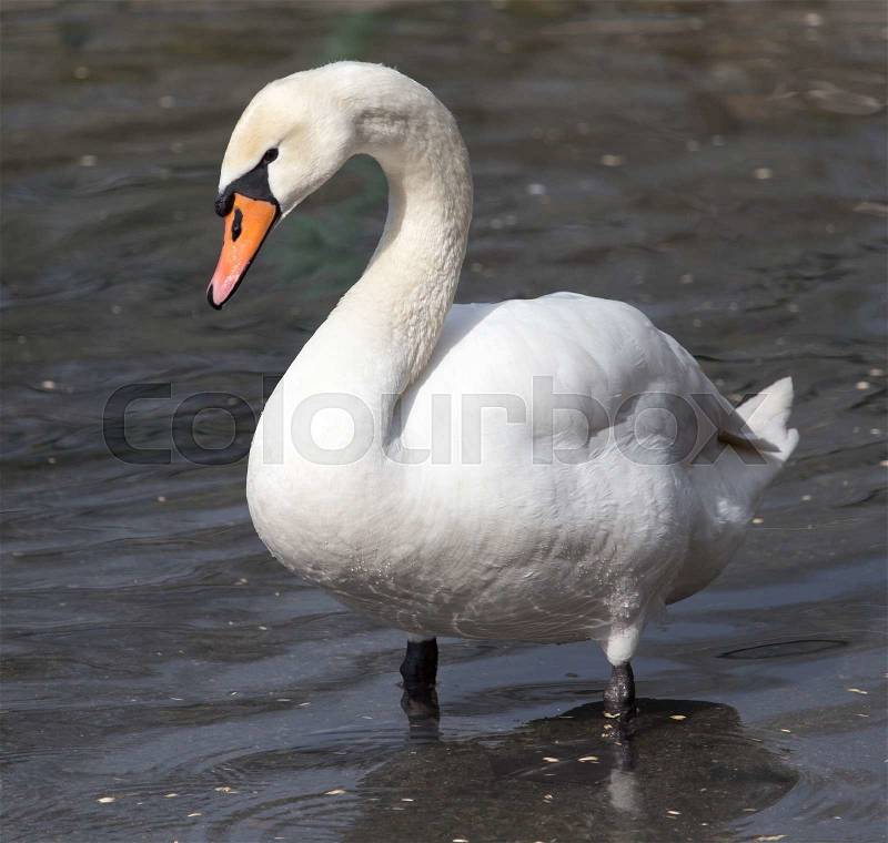 White swan floating on the lake, stock photo