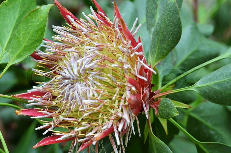 South African plant Protea cynaroides. also known with common name King Sugar Bush, stock photo