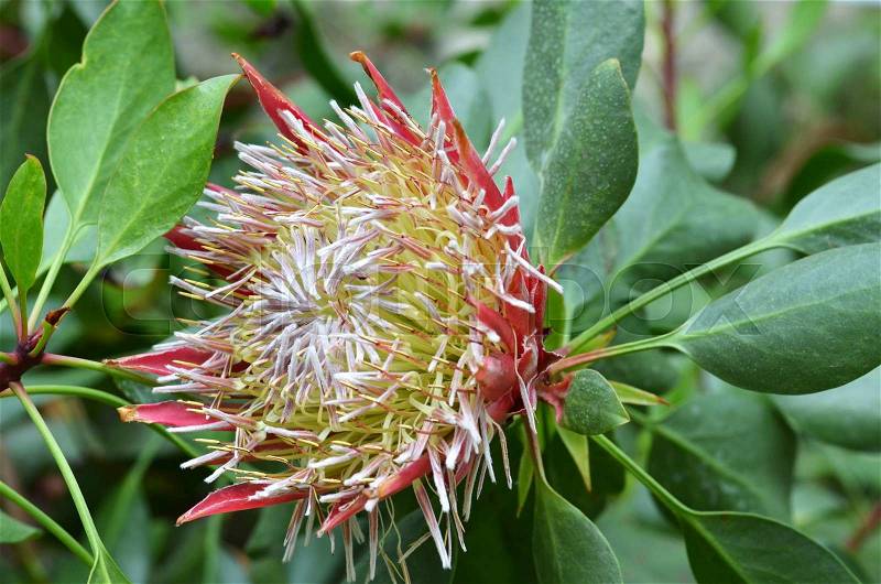 South African plant Protea cynaroides. also known with common name King Sugar Bush, stock photo