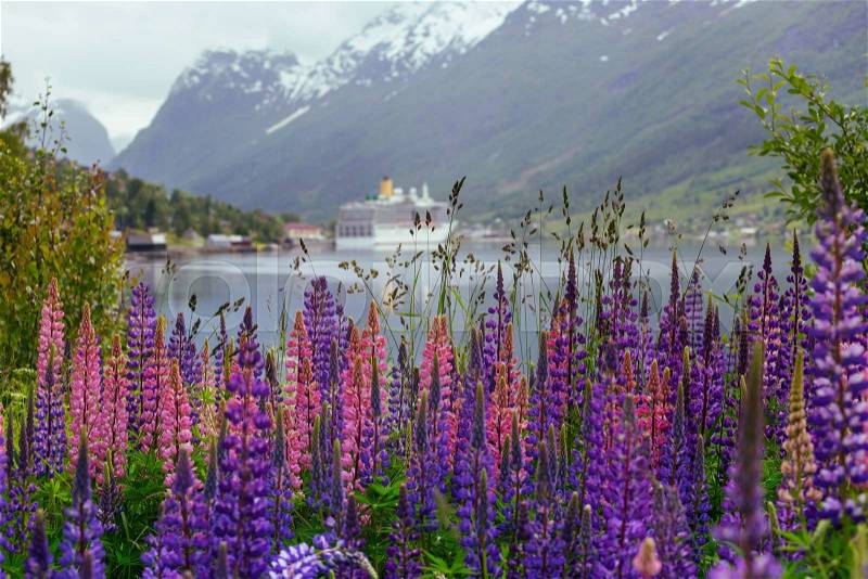 Mountain landscape with cruise ship and pink lupine, norway , stock photo