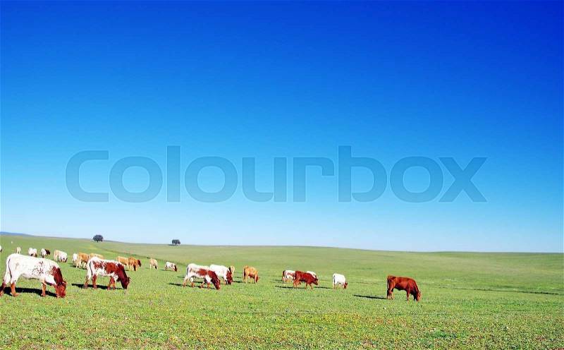 Cows grazing on field, stock photo