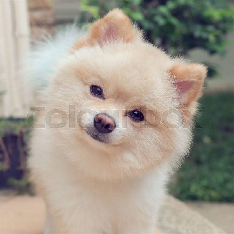 Pomeranian small dog cute pets friendly in home, question face, stock photo