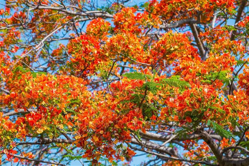 Royal Poinciana tree with colorful spring, stock photo