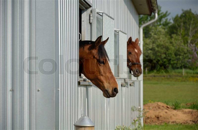Horses in a horse stables,, stock photo