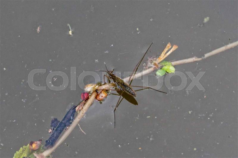 Water flea on the surface with blurred background, stock photo