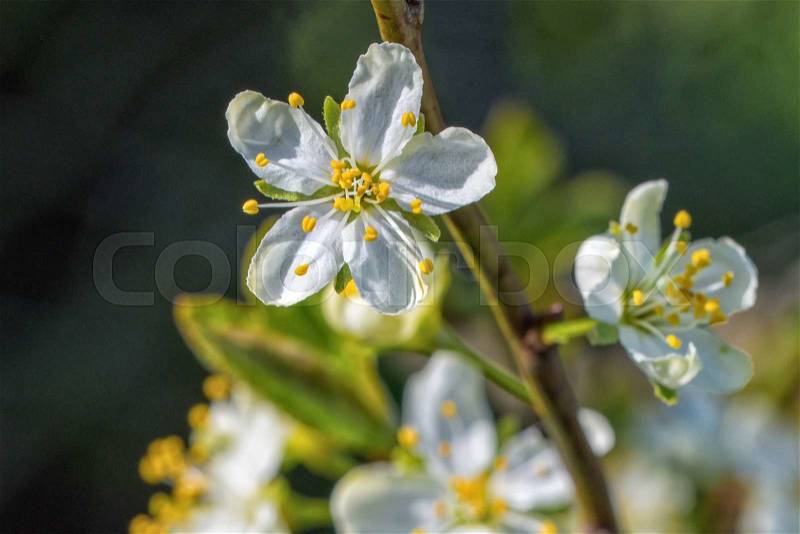 Flowers of the tree branch plum blossoms with blue background, stock photo