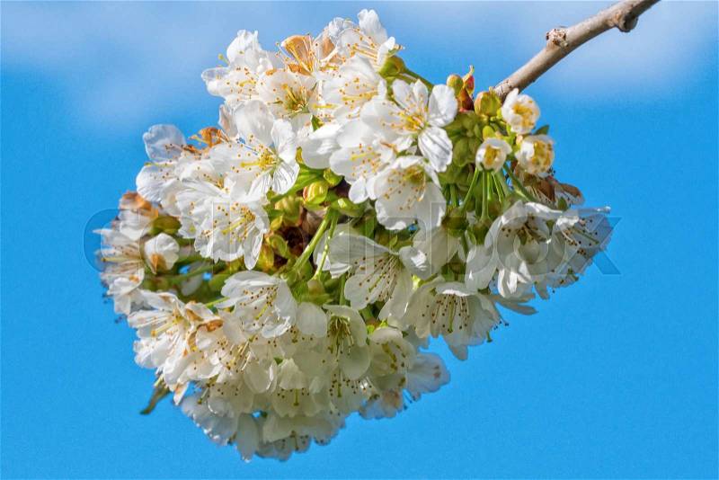 Flowers of the tree branch plum blossoms with blue background, stock photo